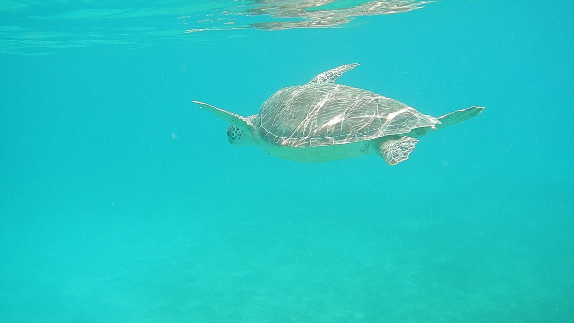 Half Day Charter — Islamorada