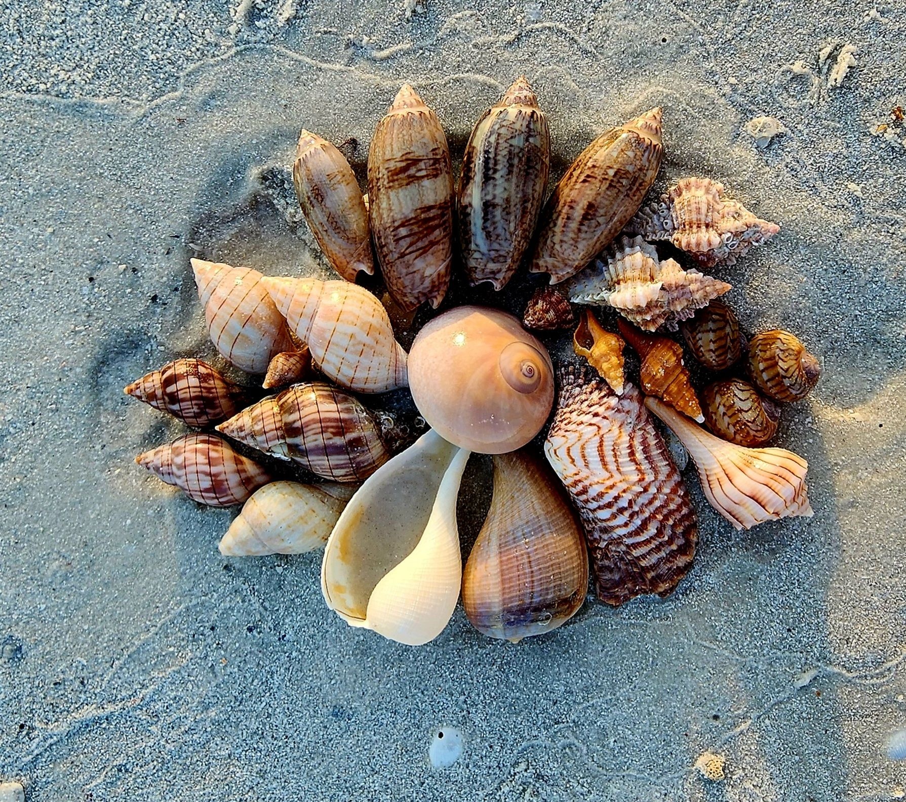 Keewaydin Island Shelling, Dolphin and Beach Experience — Naples