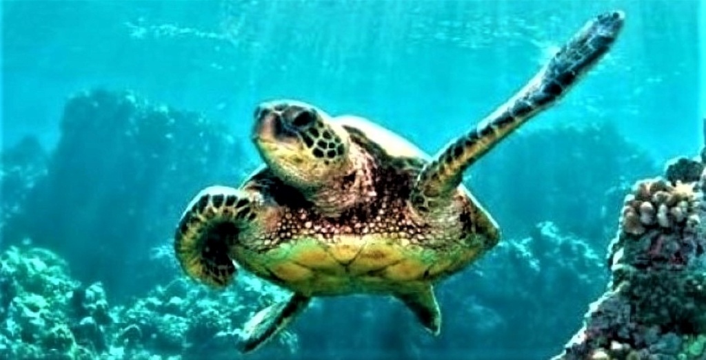 Snorkel TWO Reefs — Key Largo