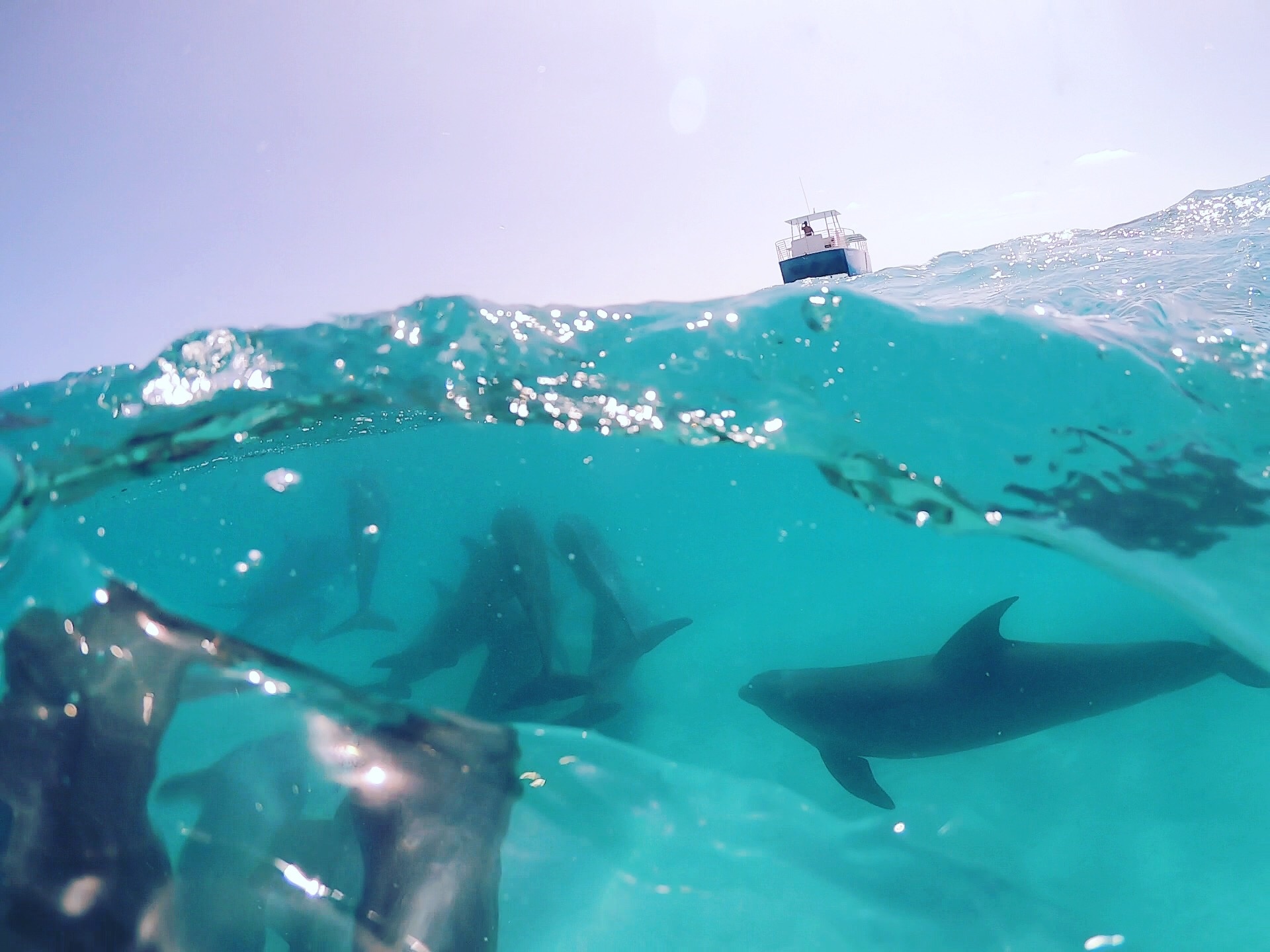 Dolphin Watch + Guided Snorkel & Sandbar aboard SQUID — Key West