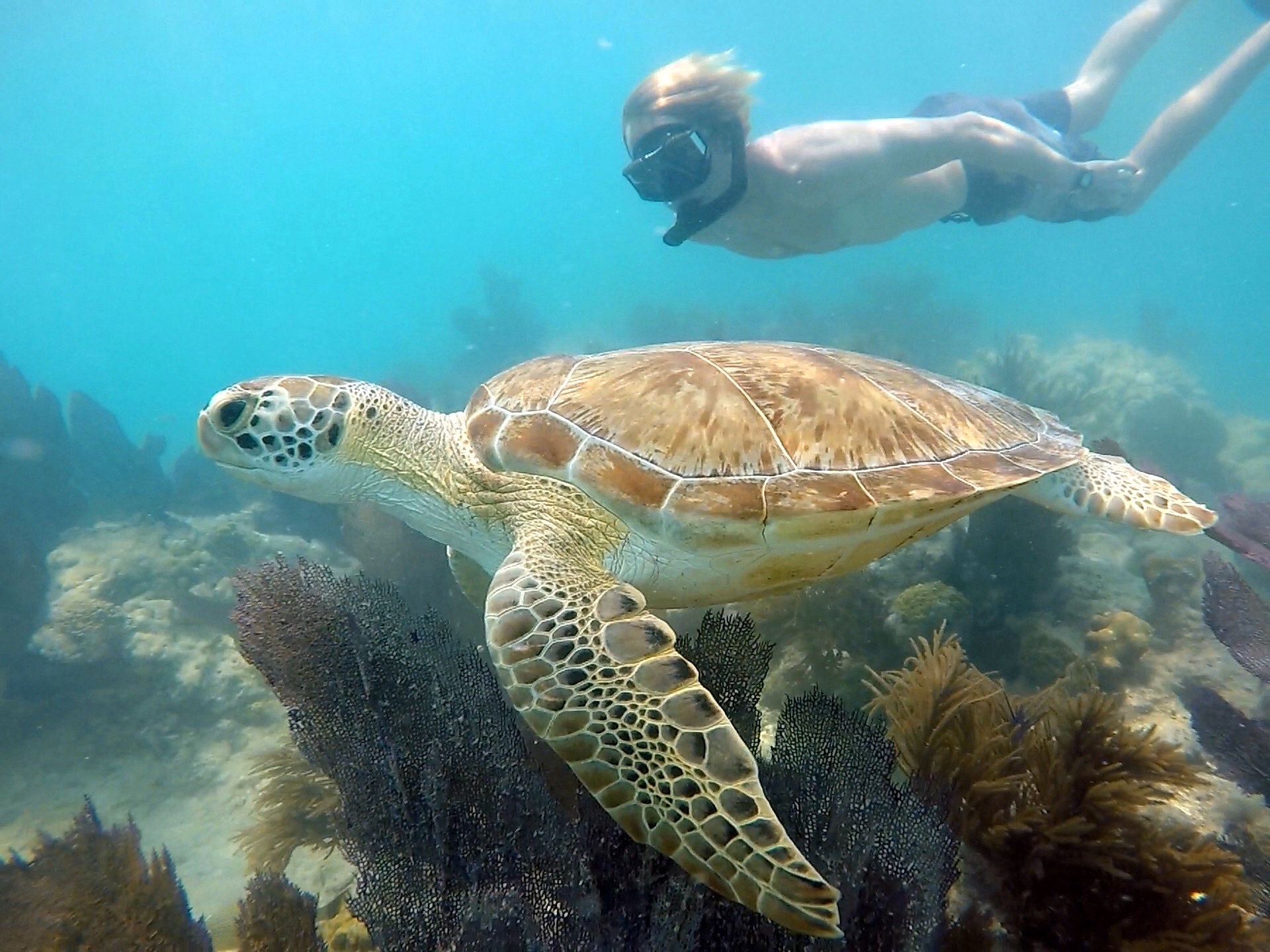 Reef Snorkel + Sandbar & Sunset Sail — Key West