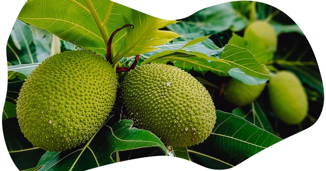 Tropical Fruit Hunting Tours — Big Pine Key