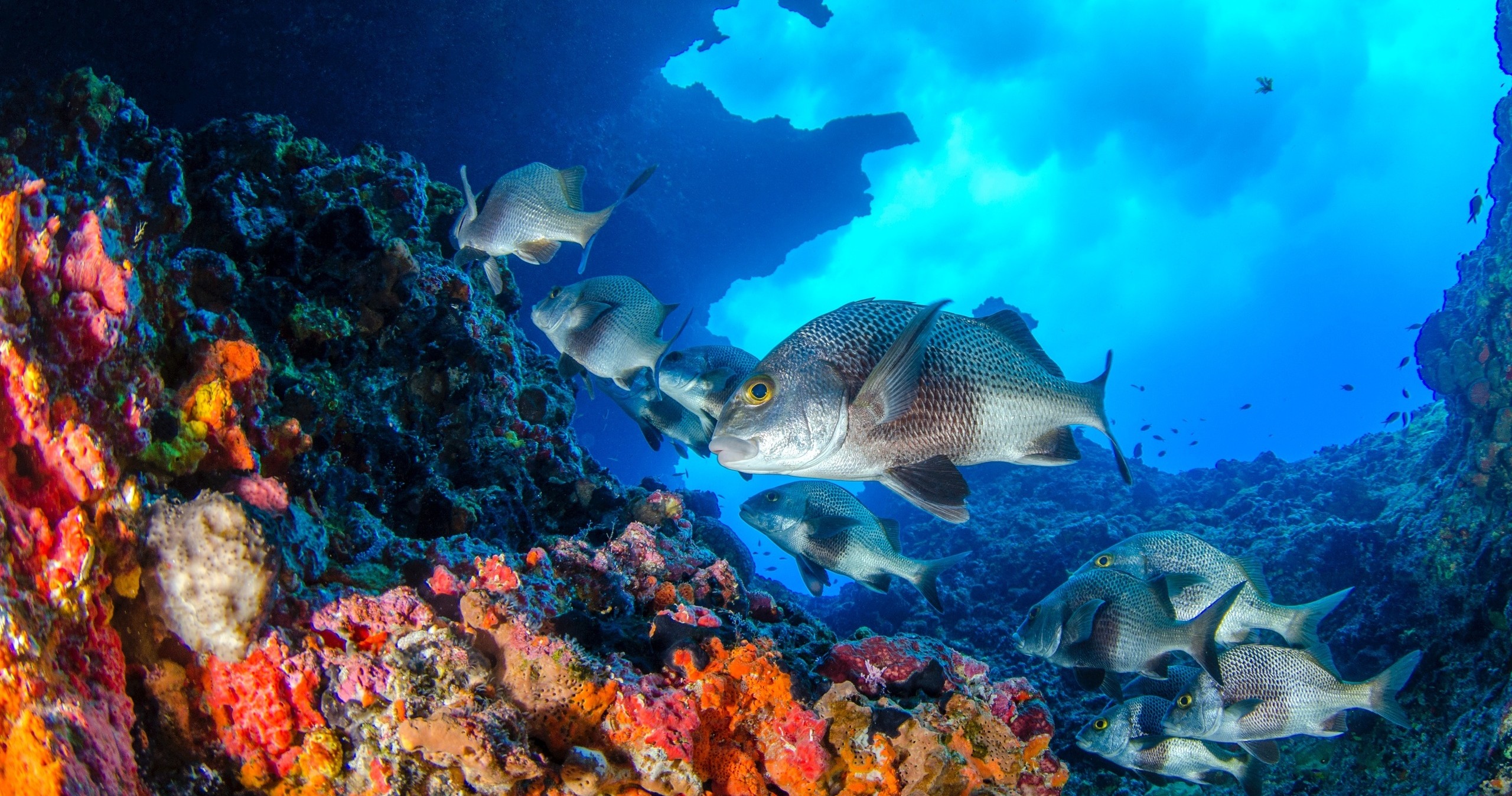 Half Day Fishing Charter — Islamorada