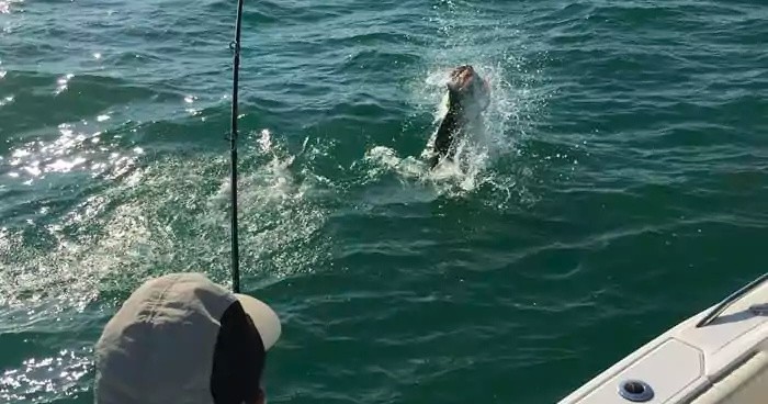 Tarpon Fishing Trip - Inshore — Marathon