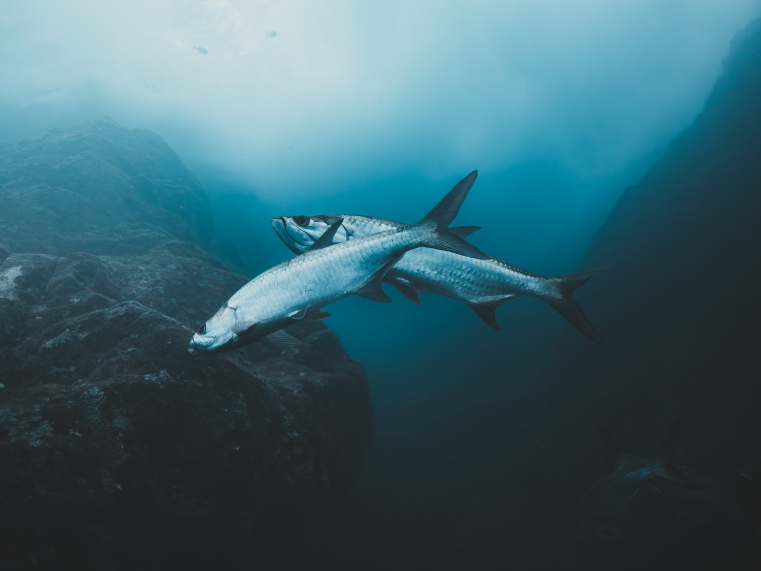 Tarpon Fishing Charter — Islamorada