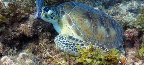 Scuba Diving Private Charter (the Whole Boat) $900.00 — Islamorada