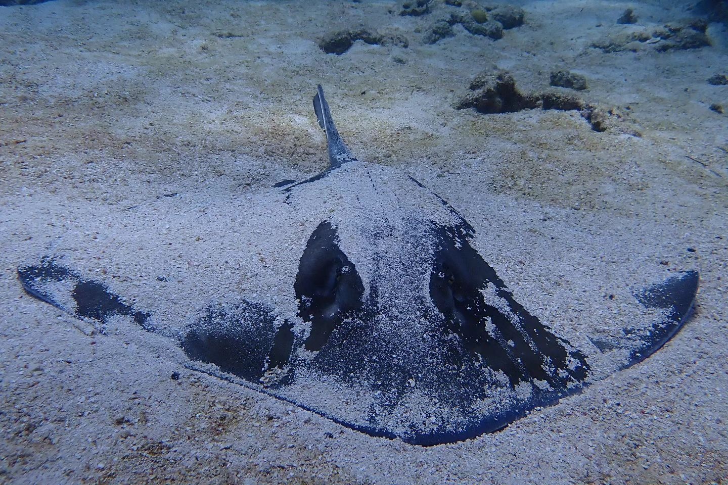 3 Trips | 6 Dives Package — Key Largo