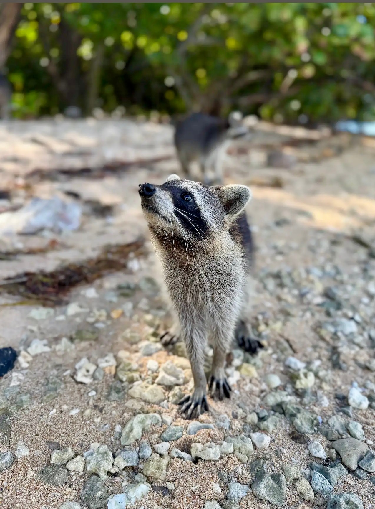 Sandpur Raccoon Island — Miami Beach