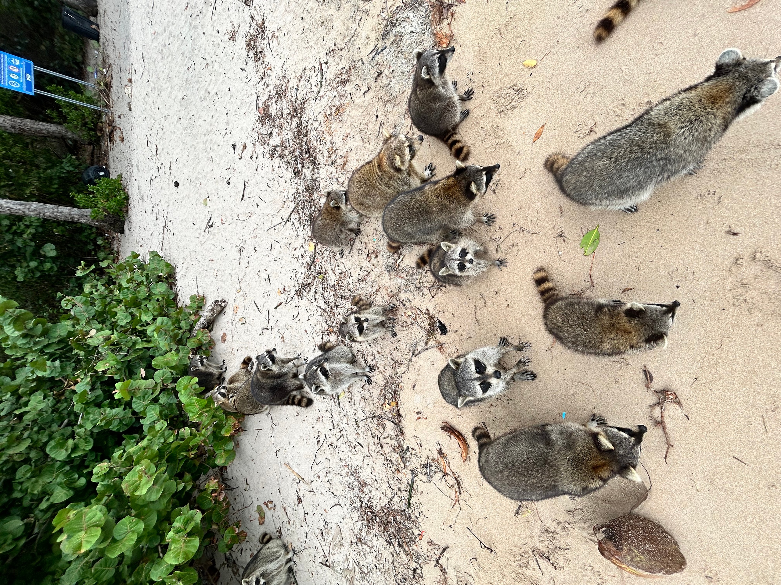 Raccoon Island Tour — Fort Lauderdale