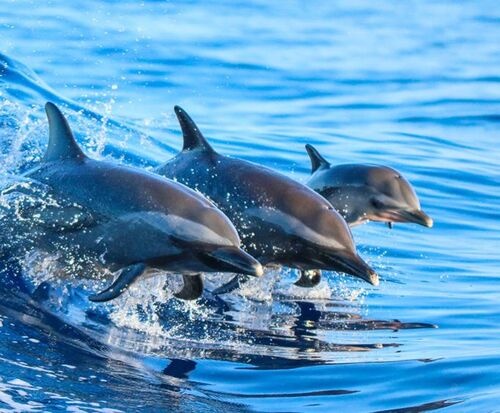4 Hour Private Sanibel Shelling Adventure and Dolphin Eco Tour — Cape Coral