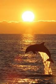 3 Hour Private Sunset Cruise — Cape Coral