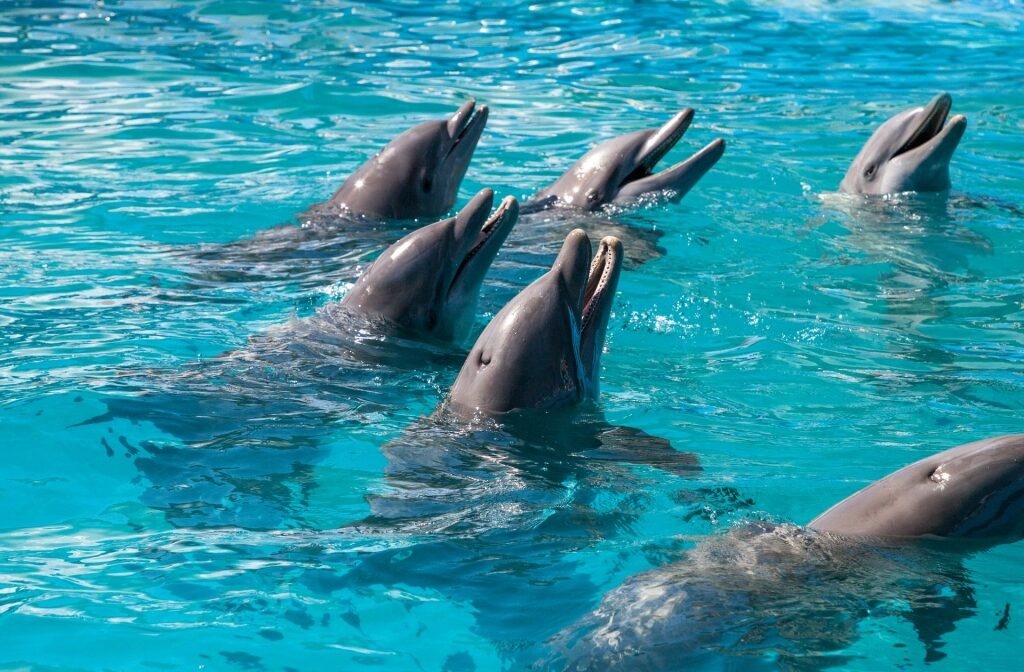 Private Dolphin Playground Safari — Stock Island