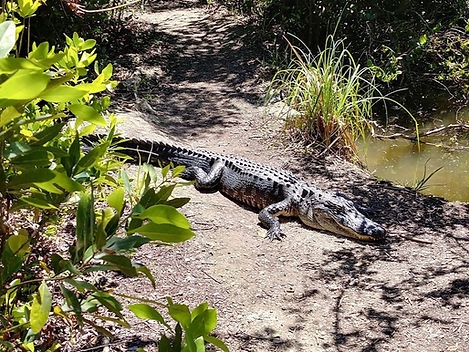 Guided Airboat Ride and Tram Tour in Everglades — North Miami