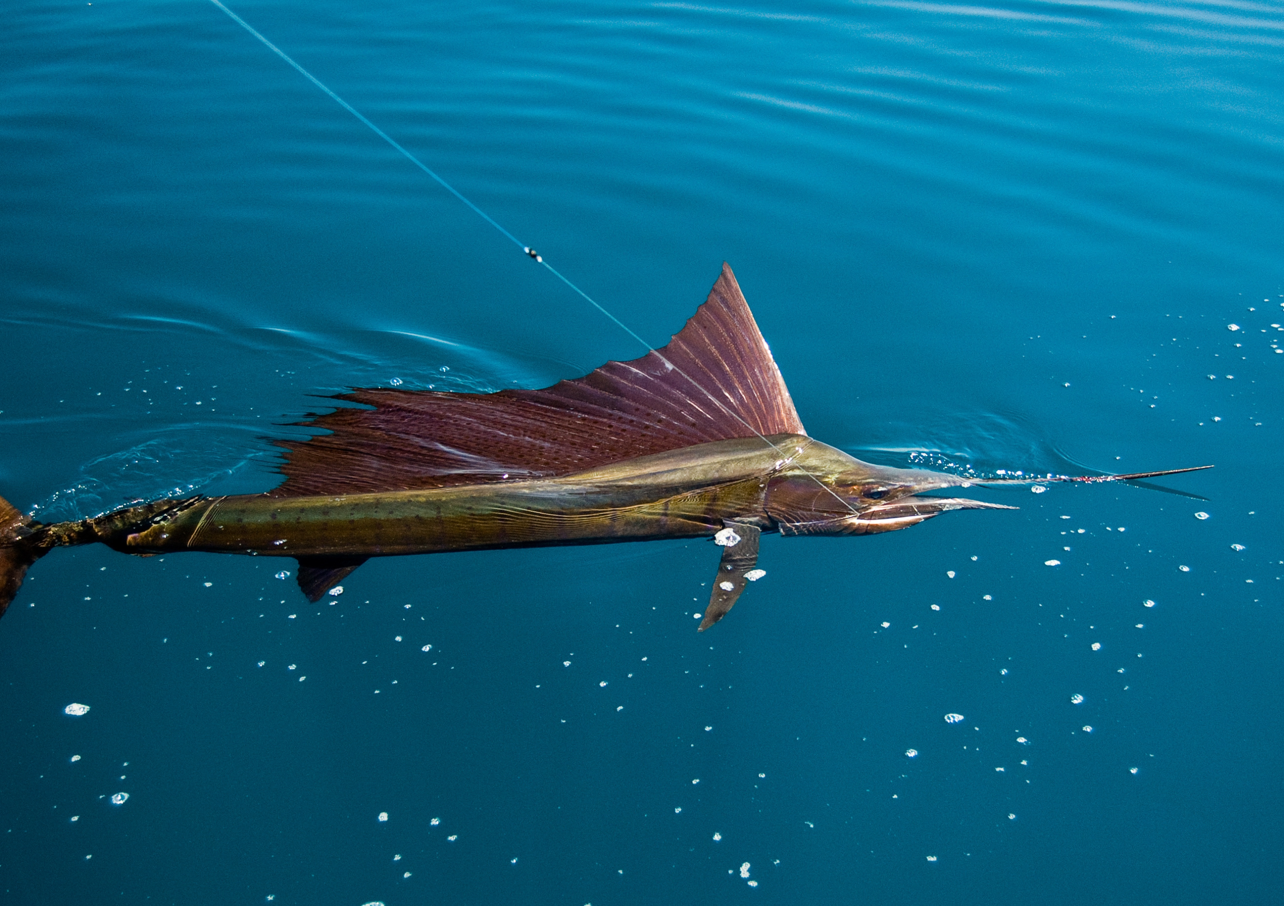 Deep Sea Fishing Charter