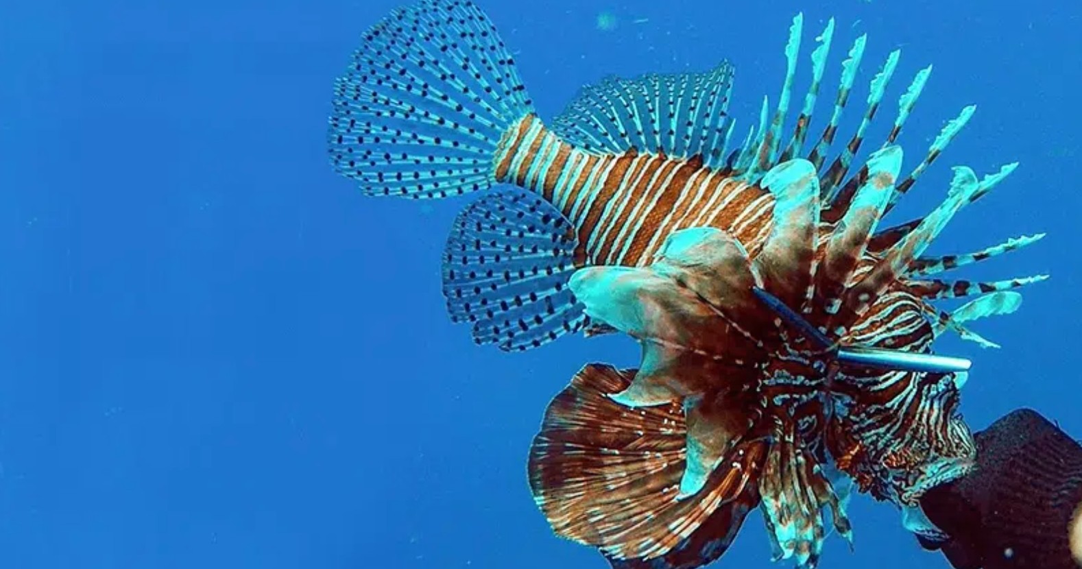 Islamorada Lionfish Hunting Charter — Islamorada