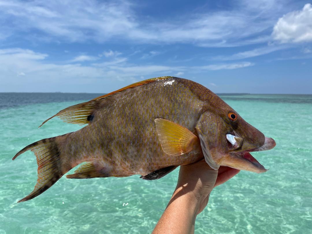 Spearfishing Excursion — Key West