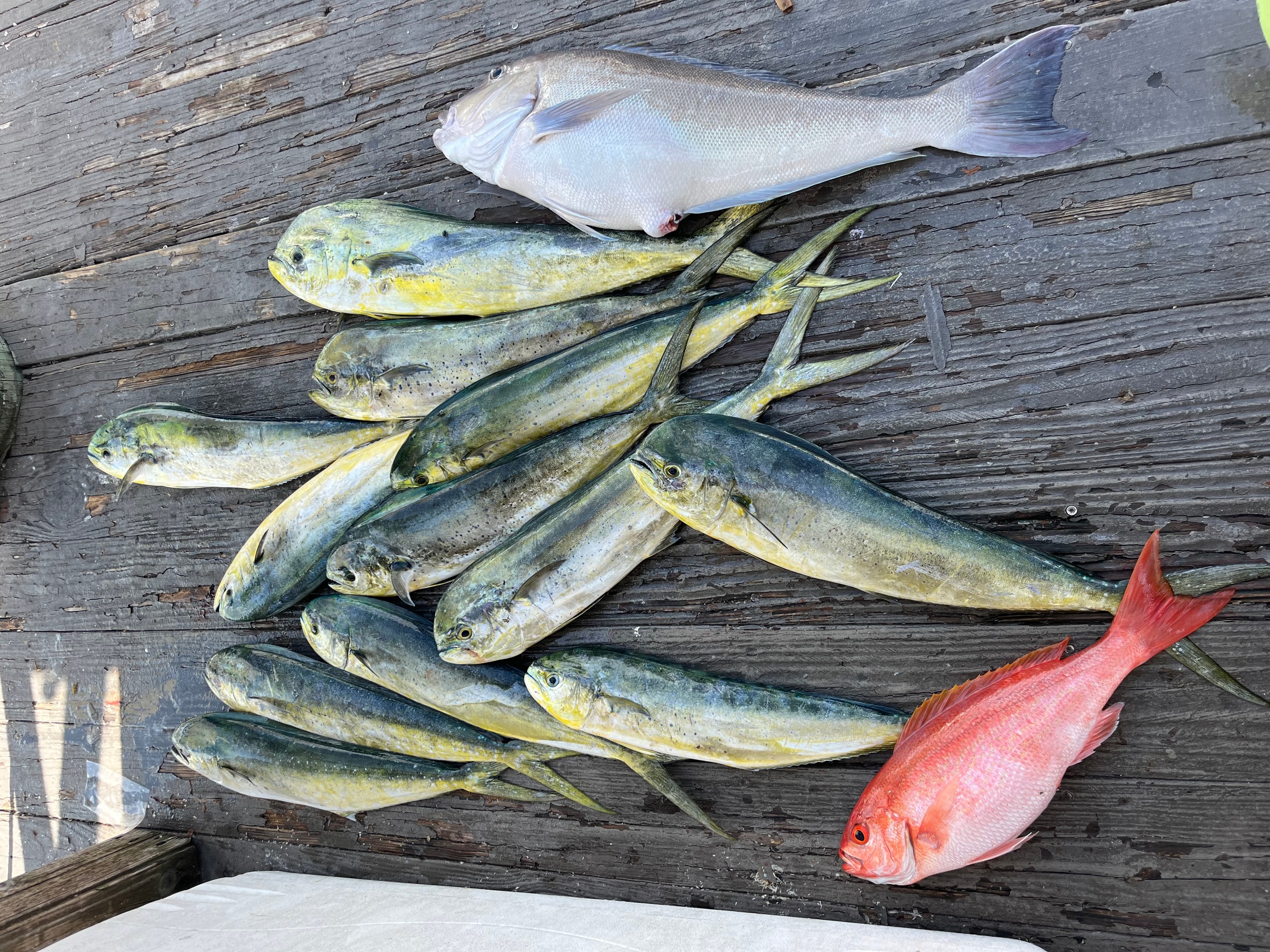 6 Hour Trip (AM) Offshore Fishing — Islamorada