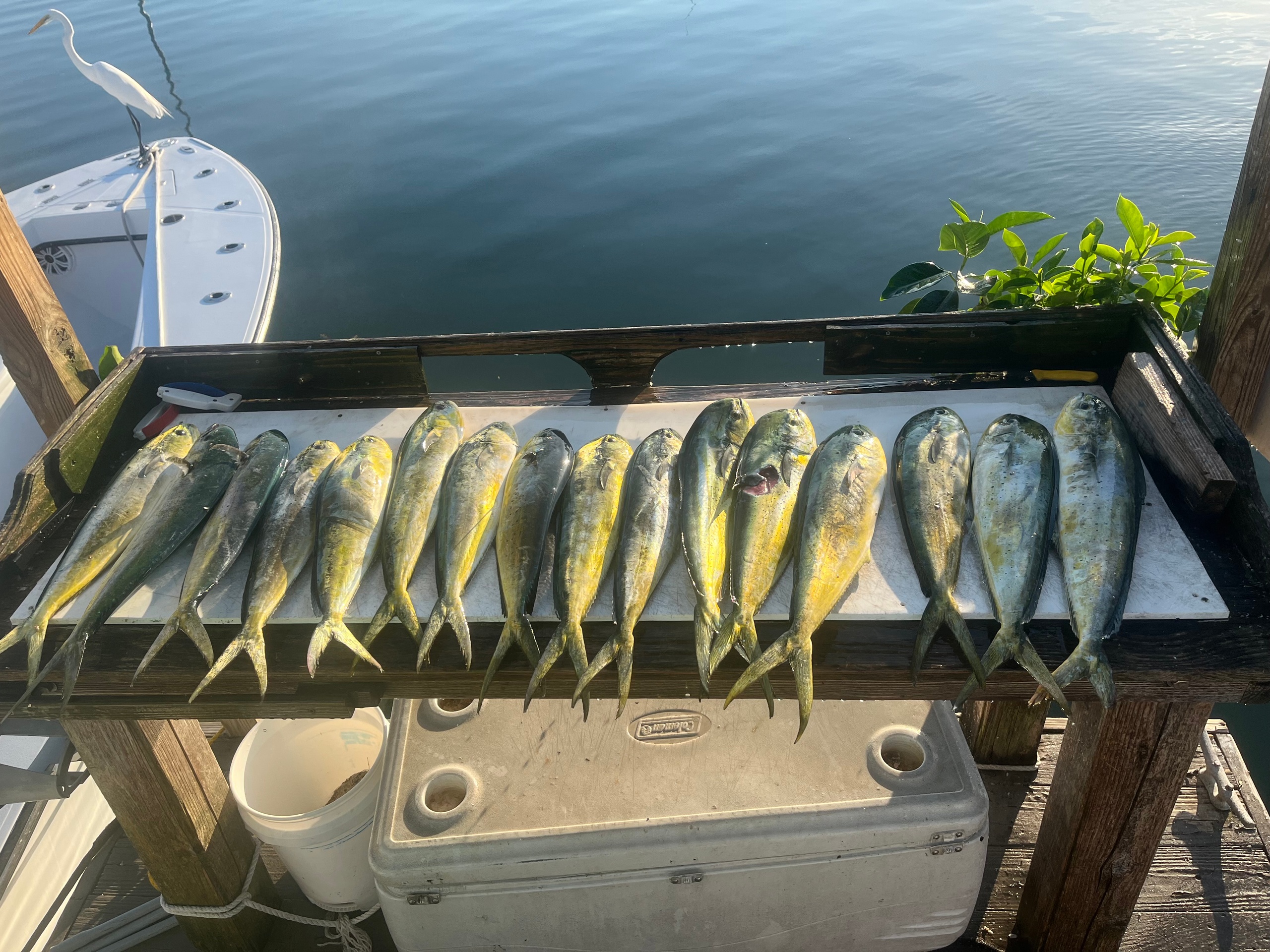 6 Hour (PM) Offshore Trip — Islamorada