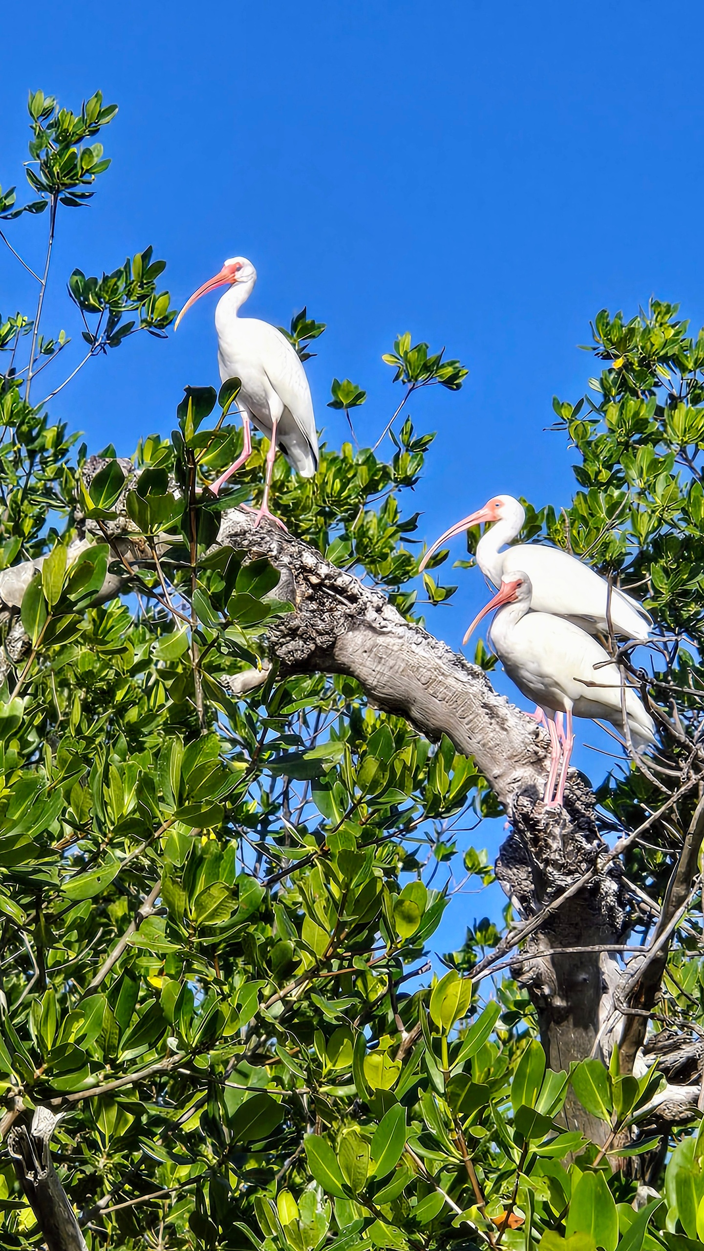 Private Guided Tours — Key West