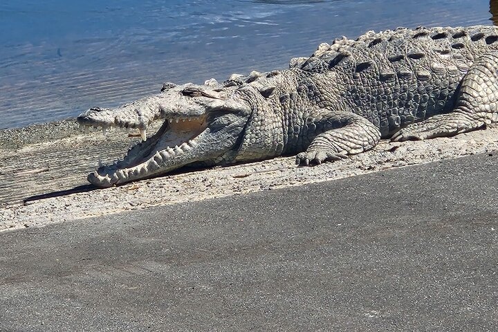 South Everglades Adventure w/ 90 Minute Boat Trip — Hollywood