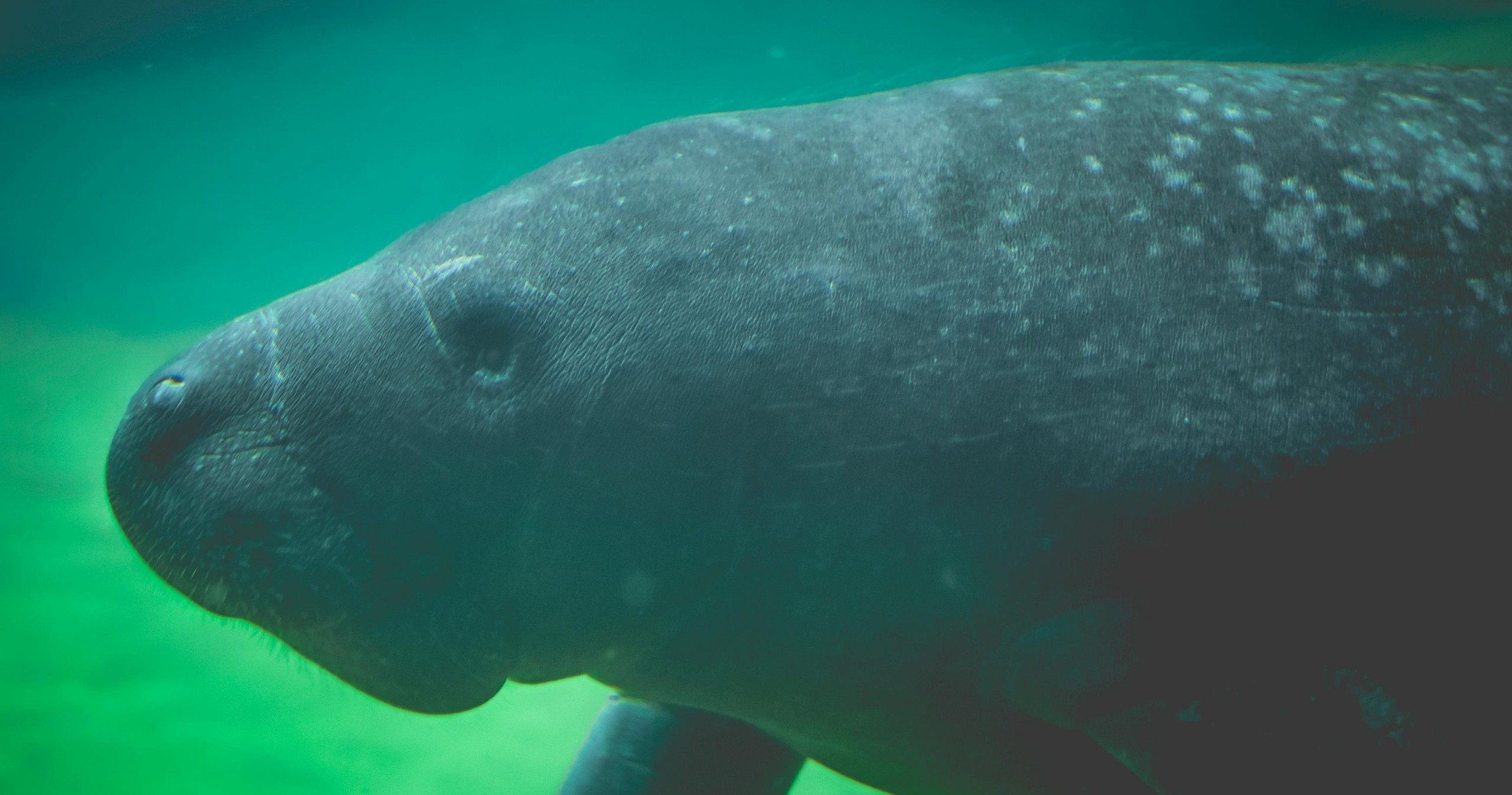 Sea Fox 2 Hour Mangrove Manatee — Stock Island