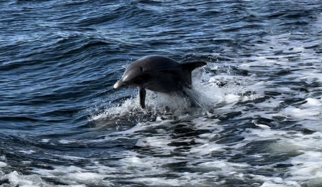 Dolphin Tour — Cape Coral