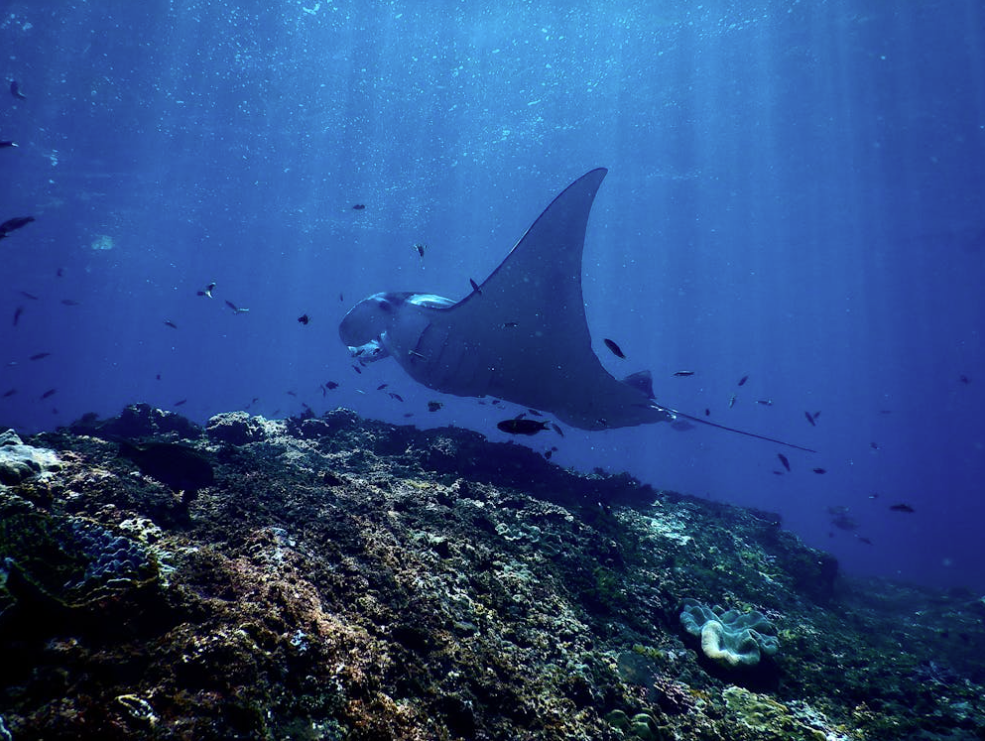 Marine Ecology — Key Largo