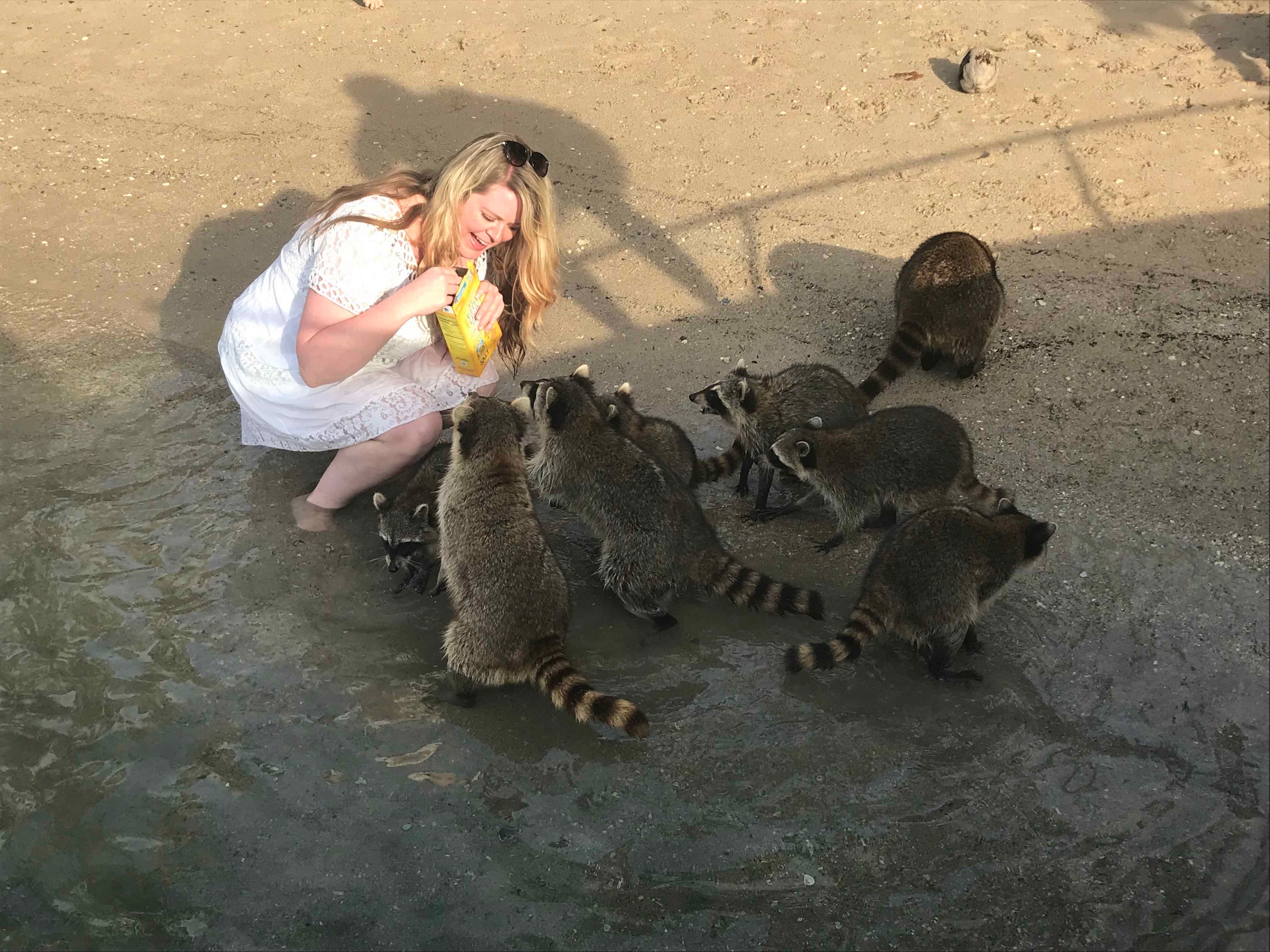 Raccoon Island Tour — Miami Beach