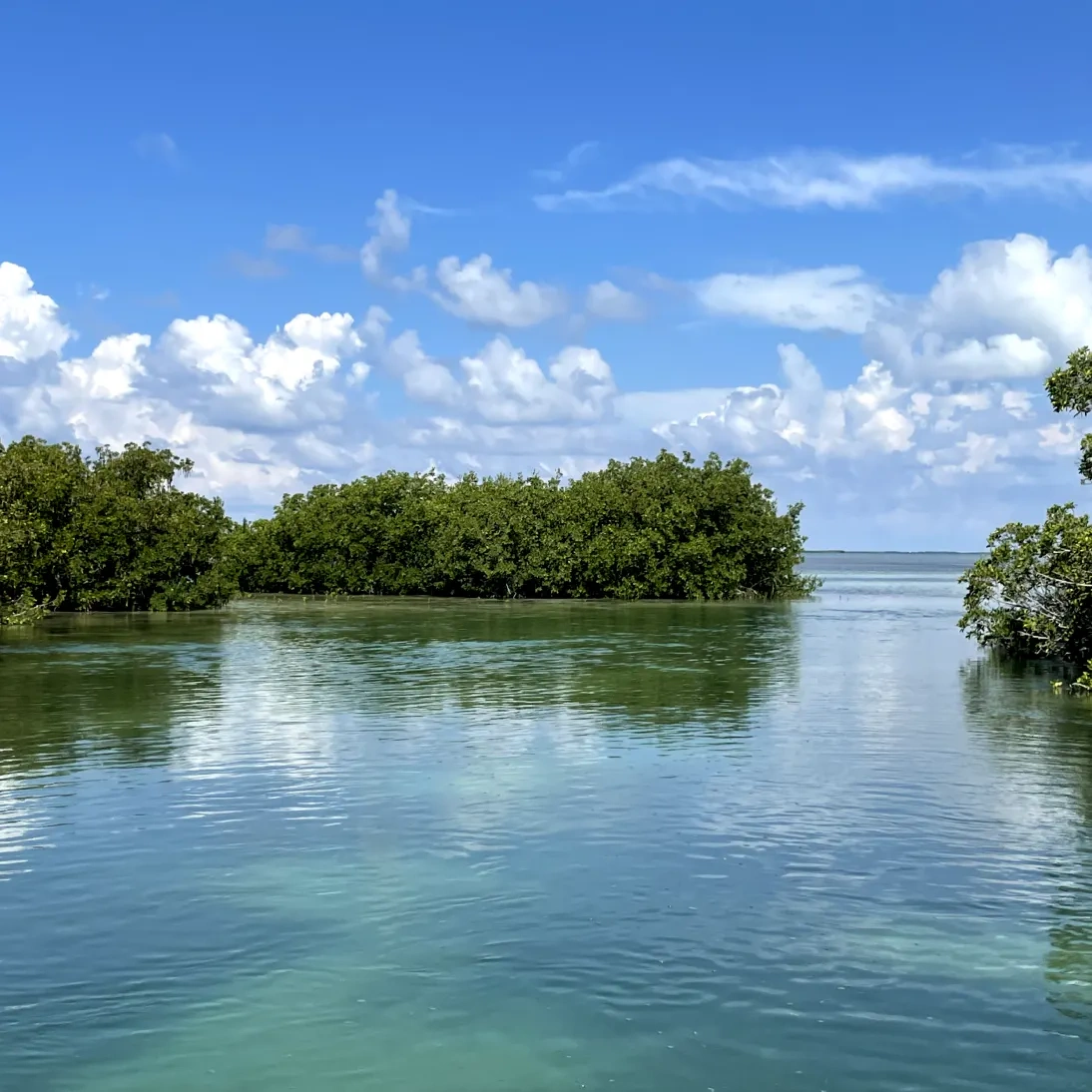 Everglades & The Florida Bay Eco Scenic Tour — Islamorada