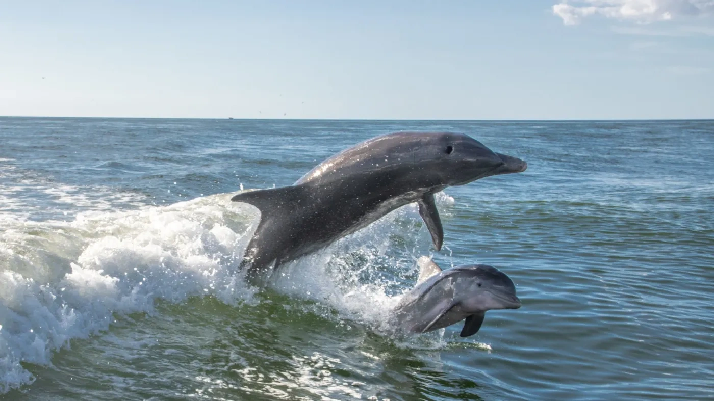 WildLife Animal in Fort Lauderdale