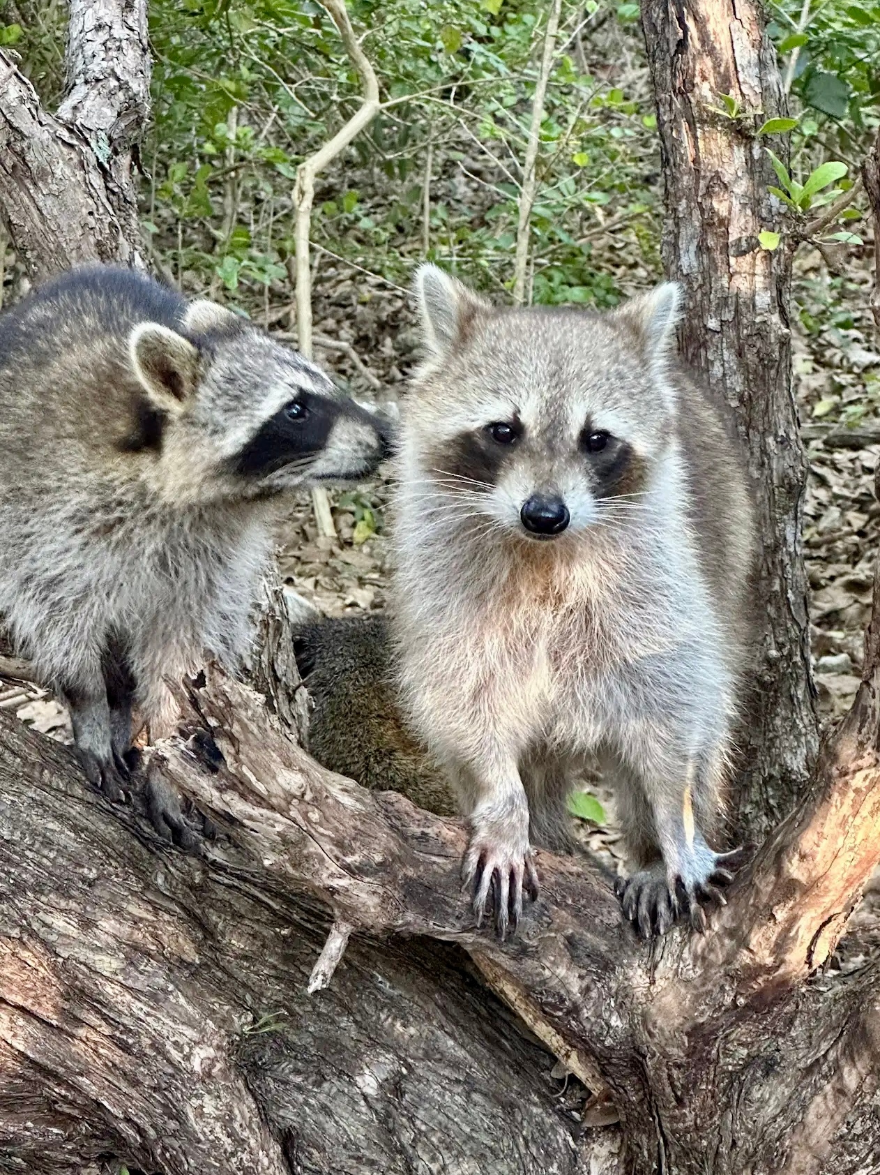 Raccoon Island Miami in Miami Beach