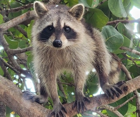 Shared Raccoon Island Trip — Miami Beach