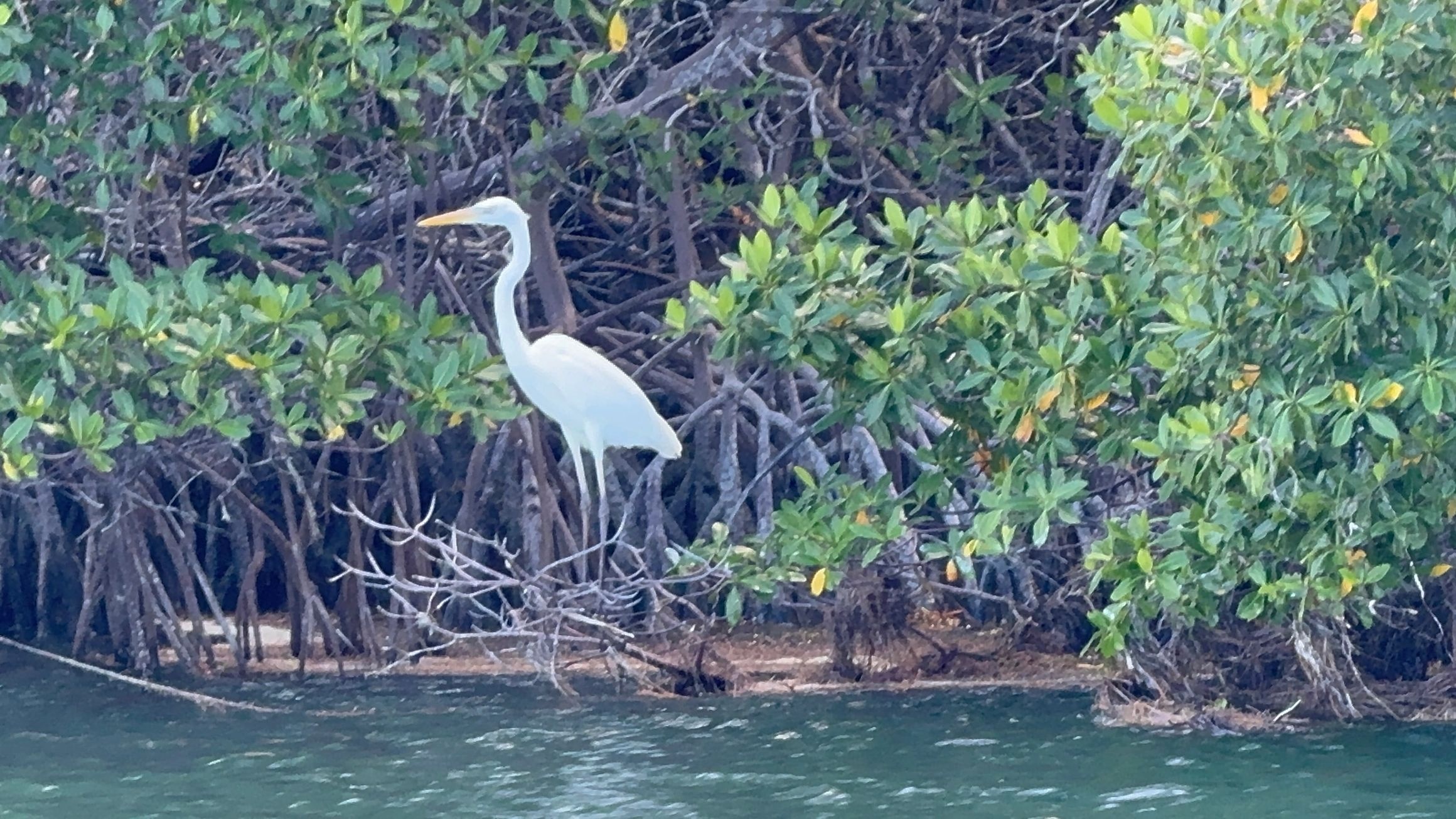 Tailored Sandbar Experience — Key West