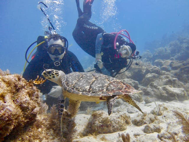 Scuba Diving Per Person $150.00 Includes all Gear 3-Persons Minimum — Islamorada