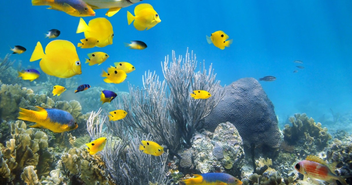 Snorkeling Adventures — Stock Island