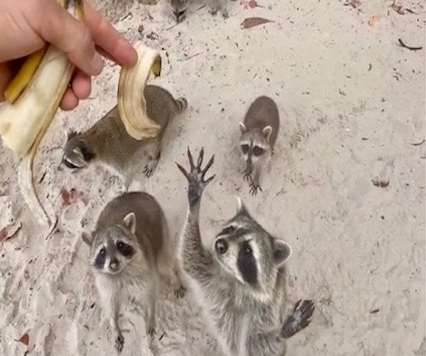 Private - Raccoon Island Tour — Miami Beach