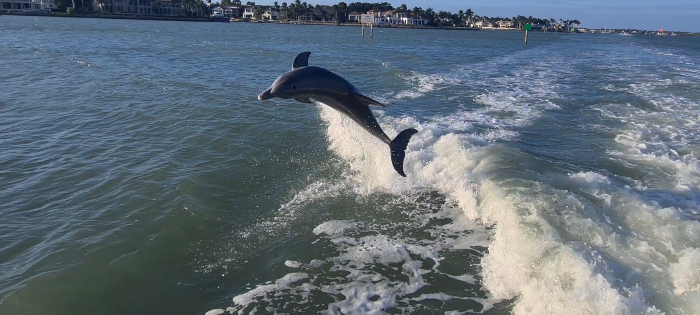 DOLPHIN & BIRDWATCHING CRUISE