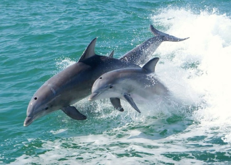 Afternoon & Evening Dolphin Watch 3:00pm & 5:00pm departure times