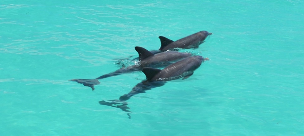 Miami to Key West Bus with Dolphin Watch Eco Tour