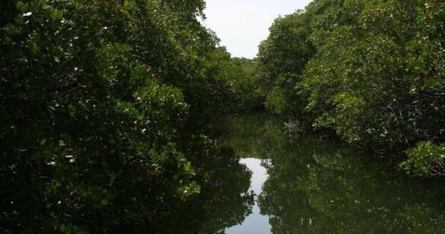 Everglades Tour — Key Largo