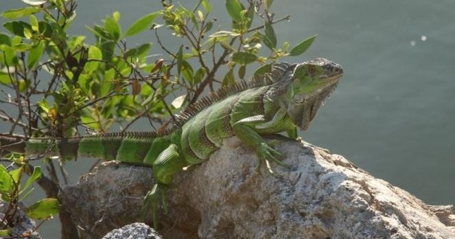Private Charter: Everglades Tour — Key Largo