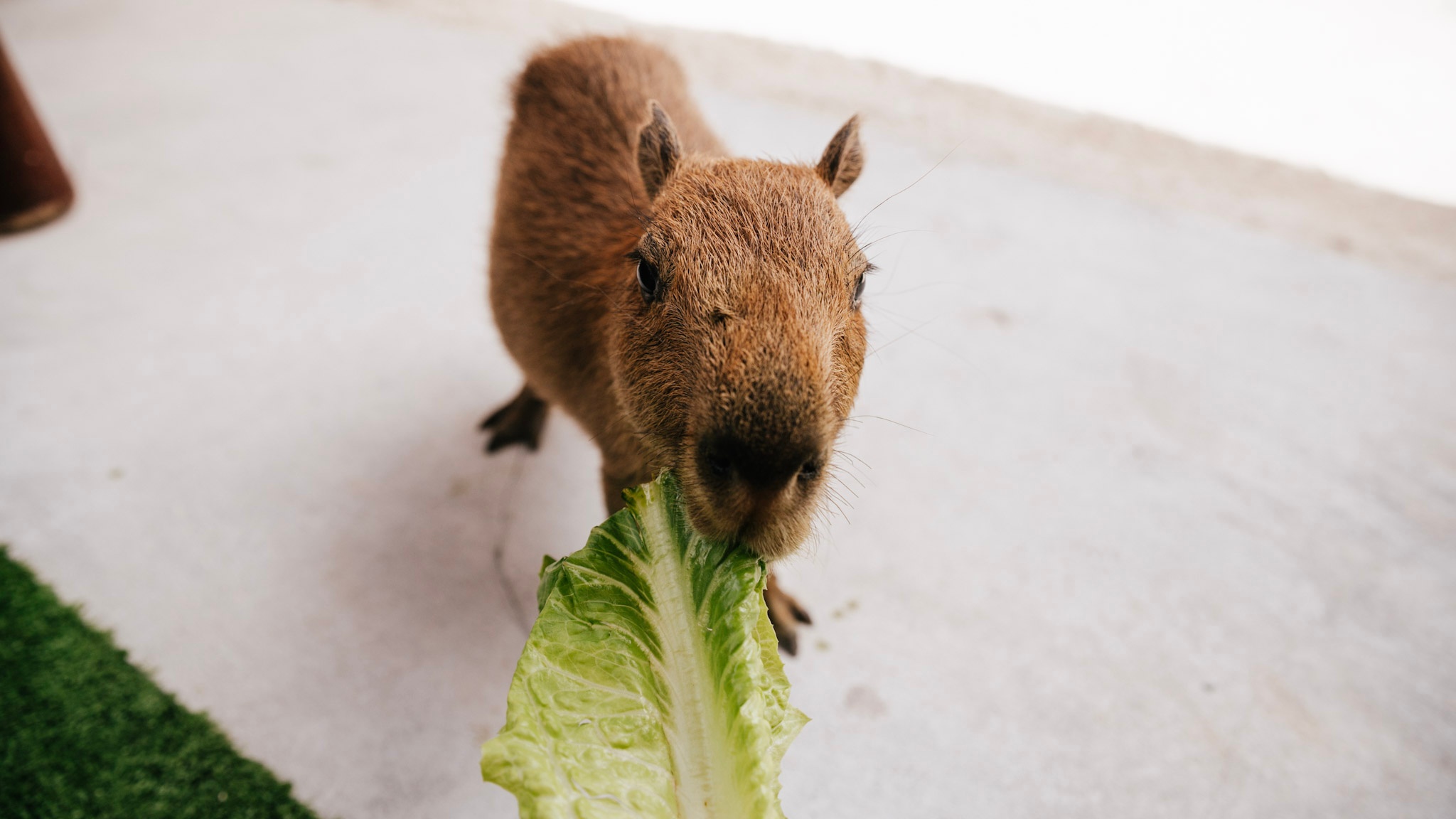 Capybara Encounter Add On — Homestead