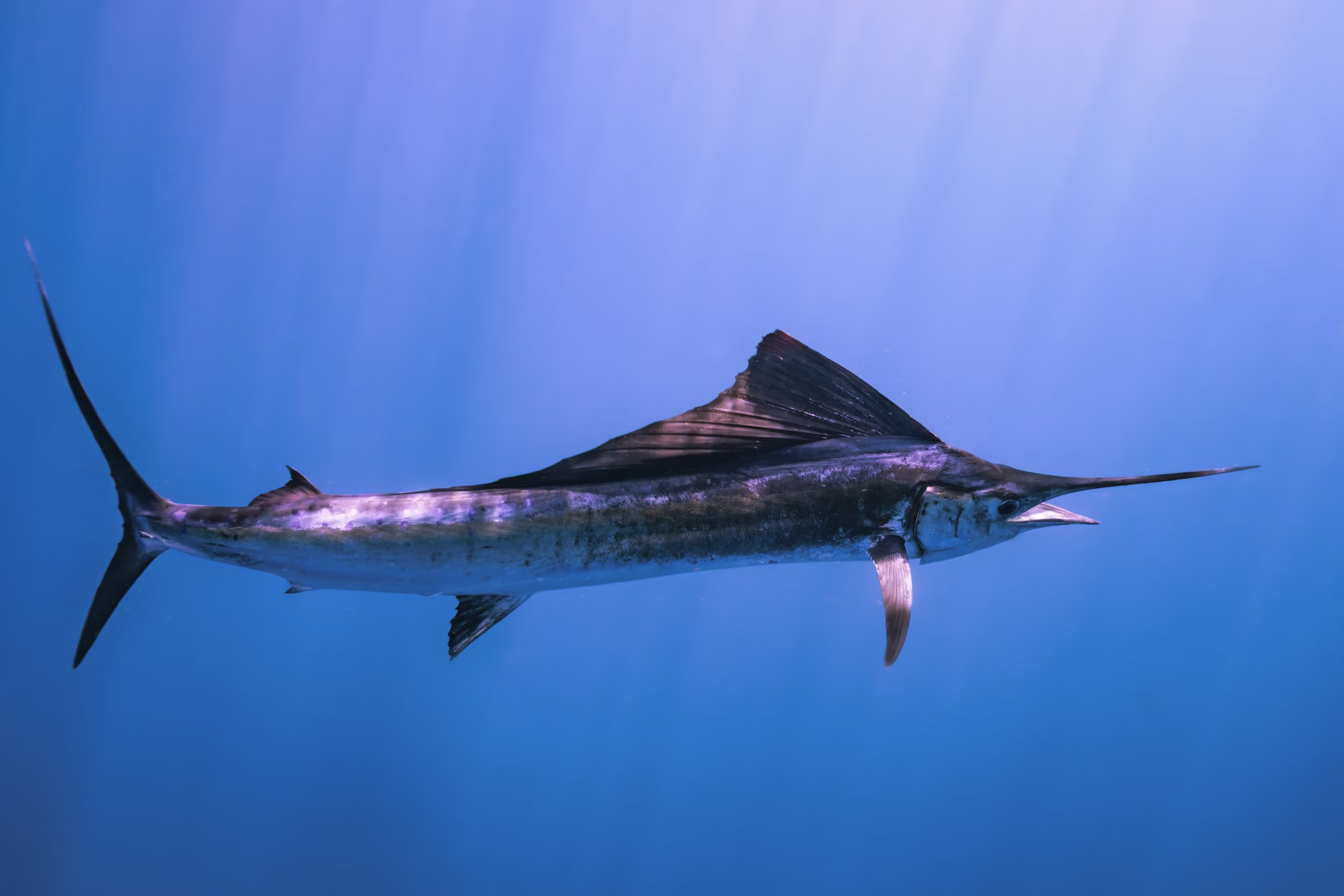 Swordfishing