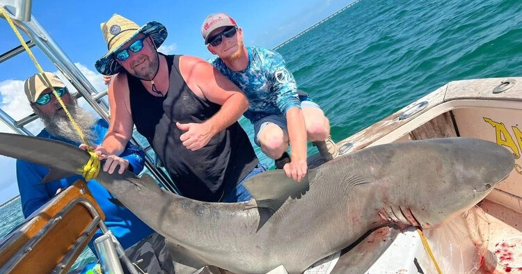 Shark Trip — Marathon
