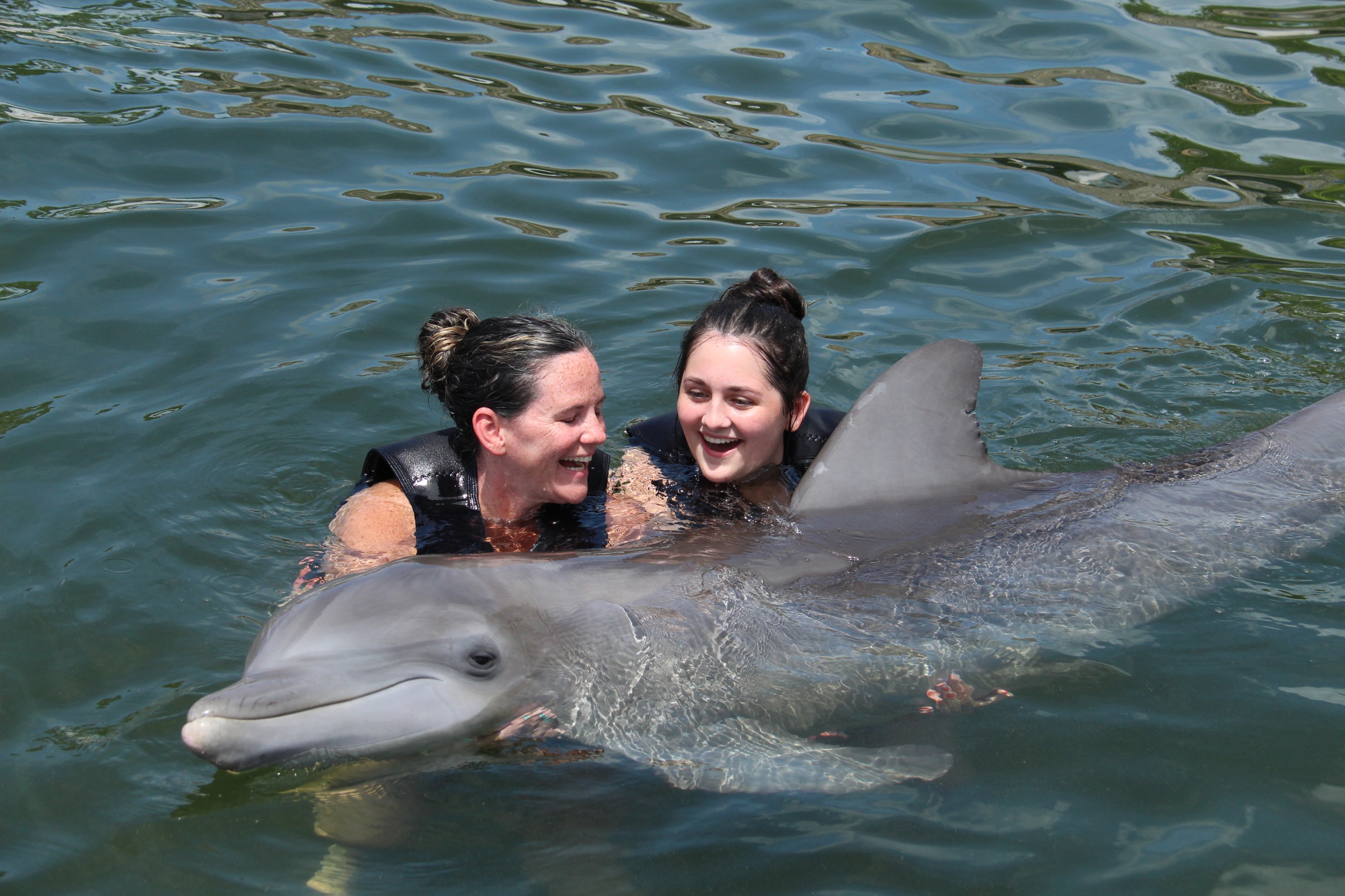 Dolphin Life Swim — Key Largo
