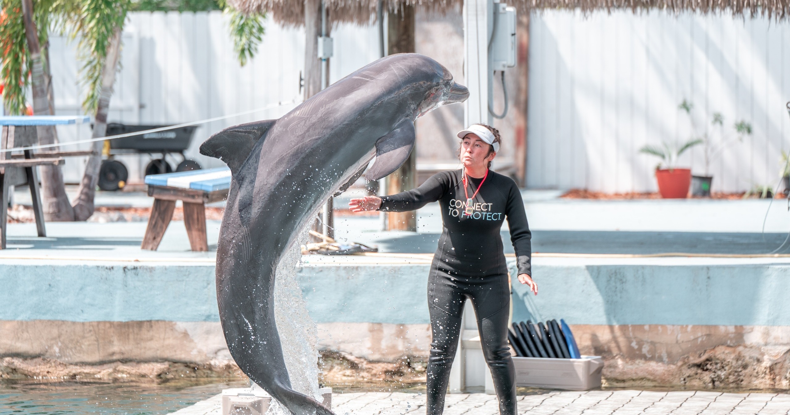 Dolphin Life Day — Key Largo
