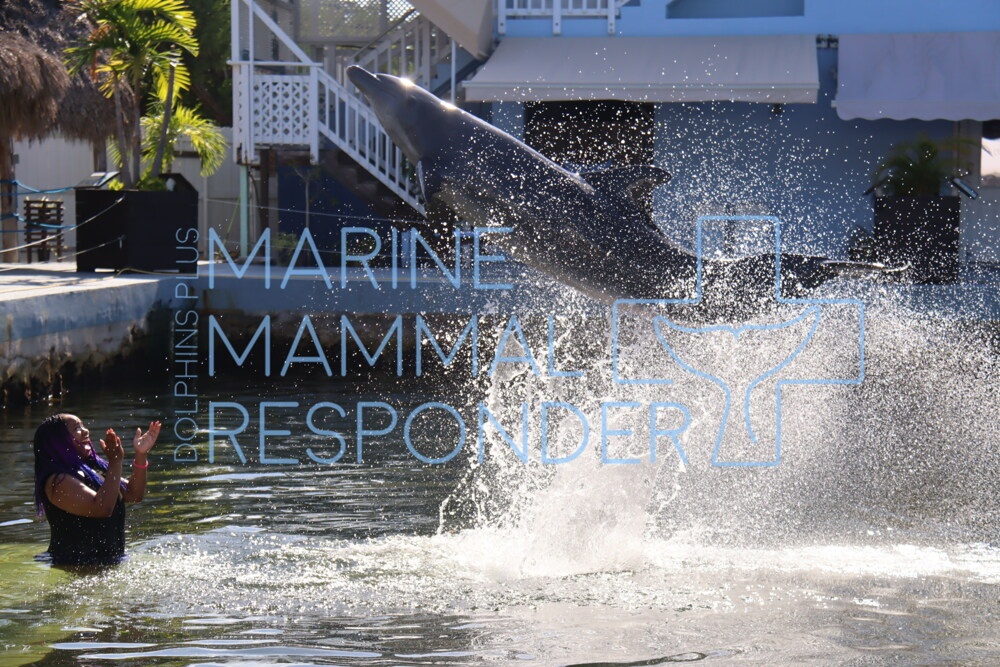 ULTIMATE Dolphin Life Day — Key Largo