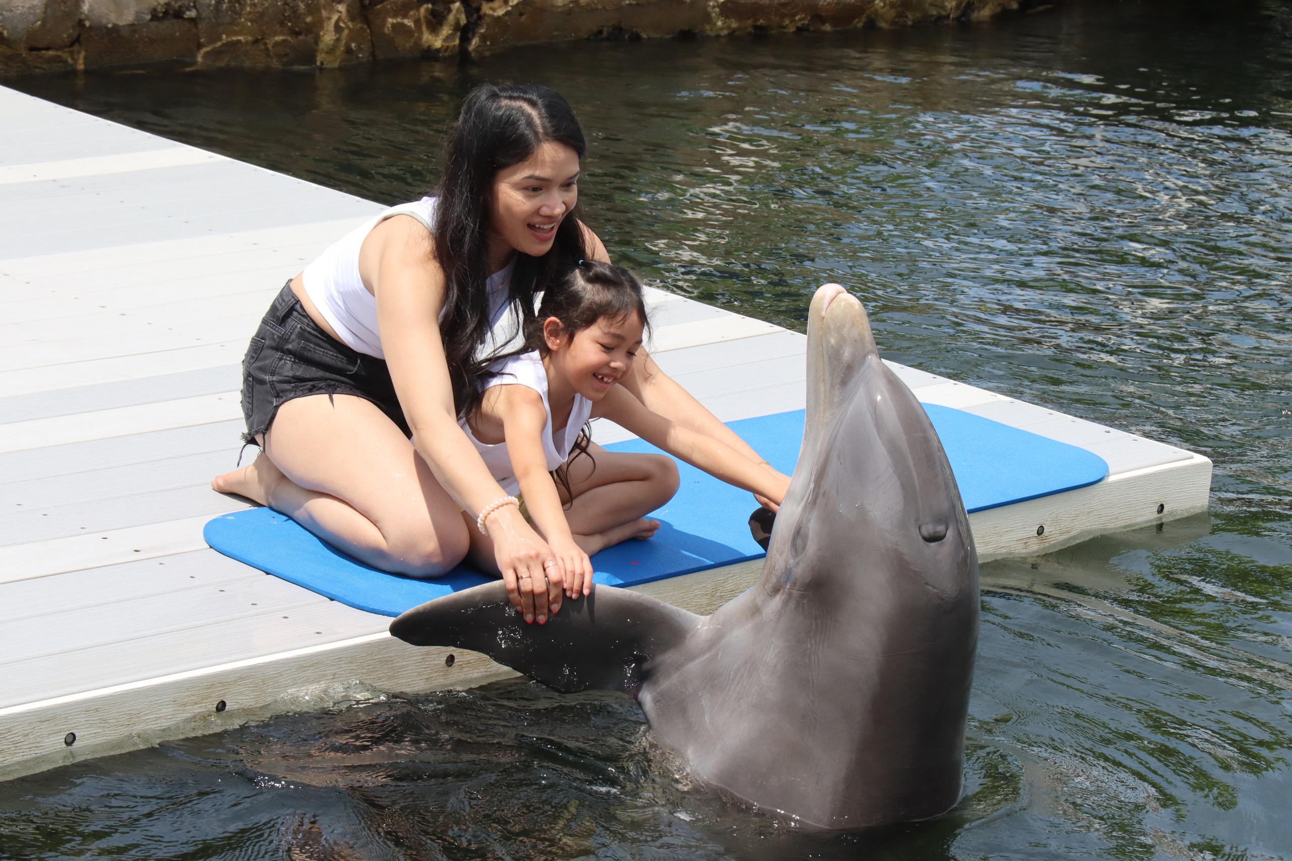 Dolphin Life Dockside — Key Largo