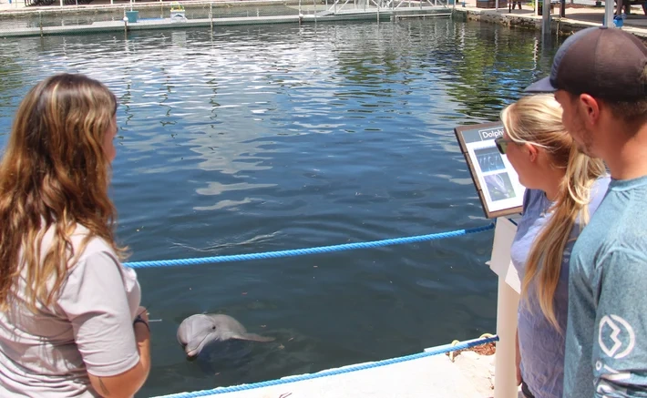 Dolphin Life Day Pass- Key Largo — Key Largo