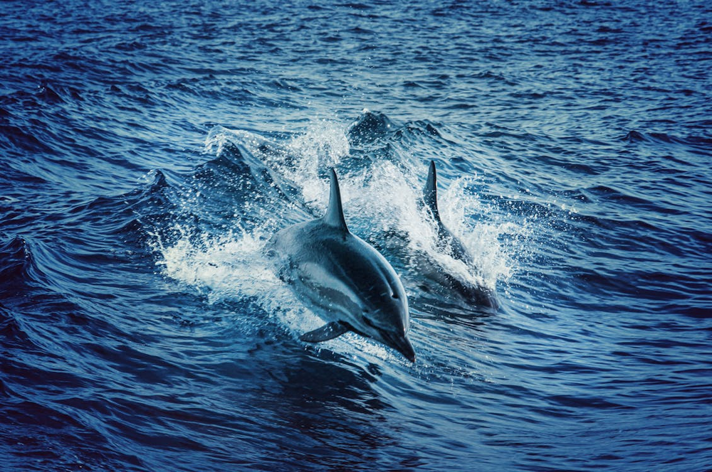 Snorkeling with the Dolphins